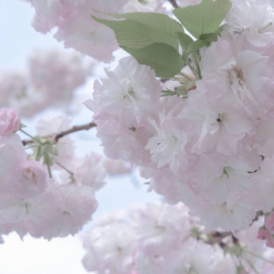 兽设自然元素结合福瑞交流群